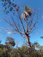 /album/raridades/embauba-jpg/