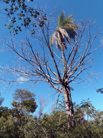  A Embaúba venceu a Gameleira na luta pela sobrevivência no assentamento 2 de Junho, em Minaçu (GO). Acredita-se que os pássaros comeram sementes da Embaúba e defecaram no pé da Gameleira, que morreu sufocada com o crescimento da concorrente.